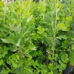 Tulipier de Virginie (Liriodendron tulipifera) — groupe de jeunes arbres feuillus en pots · Pot 8L Baliveau