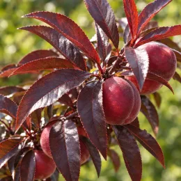 Pêcher 'Crimson' (Prunus persica) — branche avec fruits ronds rouges et feuillage sombre