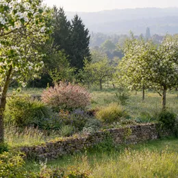 Cornouiller blanc 'Miracle' (Cornus alba) — massif arbustif coloré devant muret en pierre · Photo d'illustration
