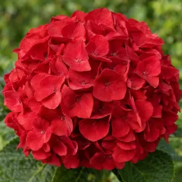 Hortensia 'Sybilla' (Hydrangea macrophylla) — grosse inflorescence globuleuse rouge vif, gros plan · Photo d'illustration