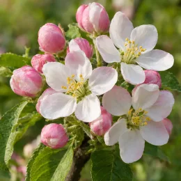 Pommier 'Mm106' (Malus domestica) — grappes de fleurs blanches et boutons roses · Photo d'illustration