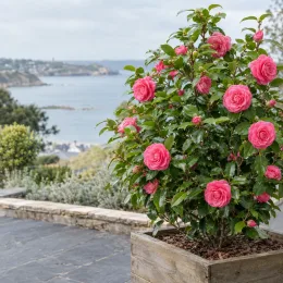 Camelia 'Spring formal' (Camelia japonica) — arbuste fleuri dans grand bac en bois · Photo d'illustration