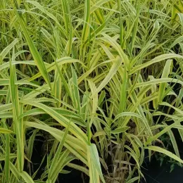 Canne de provence jaune 'Aureovariegata' (Arundo donax) — touffes denses de longues feuilles panachées vert jaune · Pot 3L