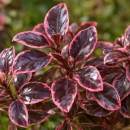Coprosoma 'Eclipse' (Coprosoma repens) — feuillage brillant aux bords rose vif
