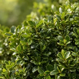 Fusain du japon pulchellus ou fusain microphylle (Euonymus pulchellus) — gros plan sur feuillage dense aux petites feuilles
