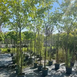 Mûrier platane sans fruit (Morus kagayamae) — alignement de jeunes arbres en pot de pépinière · Pot 30L Tige 14/16