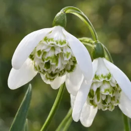 Perce-neige à fleur double naturalisable 'Flore pleno' (Galanthus nivalis) — clochettes blanches doubles retombantes en gros plan