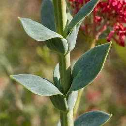Troène de californie 'Coccineus' (Centranthus ruber) — tige verticale avec feuilles opposées vert gris et fleurs floues · Photo d'illustration