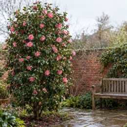 Camelia 'Charles colbert' (Camelia japonica) — grand arbuste fleuri près d'un banc de jardin · Photo d'illustration