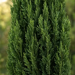 Cyprès d'italie 'Pyramidalis' (Cupressus sempervirens) — gros plan sur feuillage dense vert foncé