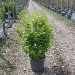 Althéa 'White chiffon' (Hibiscus syriacus) — jeune arbuste feuillu en pot dans allée de pépinière · Pot 15L