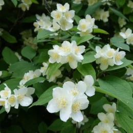 Philadelphus Seringat