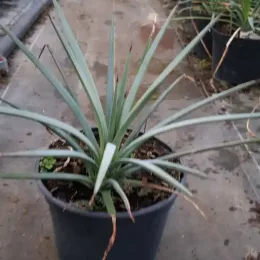 Agave à feuilles striées 'Falcata blue' (Agave striata) — plante graphique aux longues feuilles étroites en pot · Pot 2.5L