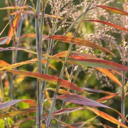 Spodiopogon (Spodiopogon sibiricus) — tiges dressées avec feuilles fines teintées de rouge · Photo d'illustration