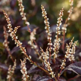 Persicaire 'Reddragon' (Persicaria microcephalla) — grappes de petites fleurs crème sur feuillage sombre · Photo d'illustration