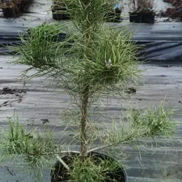 Pin noir 'Corsicana' (Pinus nigra) — jeune conifère en pot sur bâche de pépinière · Pot 8L