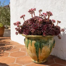 Joubarbe berry bomb 'Chick charms berry bomb' (Sempervivum) — succulente en pot vernissé sur terrasse ensoleillée · Photo d'illustration