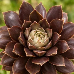Joubarbe chocolat 'Charms choco latte' (Sempervivum) — rosette charnue aux feuilles brunes bord beige · Photo d'illustration