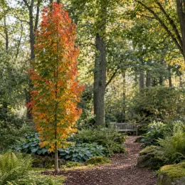 Érable rouge 'Armstrong' (Acer × freemanii) — arbre élancé coloré au bord d’un sentier