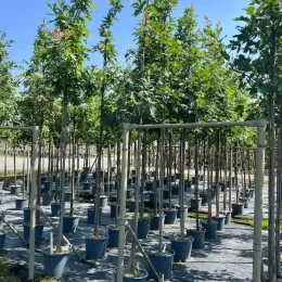 Chêne rouge d'amérique 'Borealis' (Quercus rubra) — alignement de jeunes arbres en conteneurs sur pépinière · Pot 30L Tige 8/10