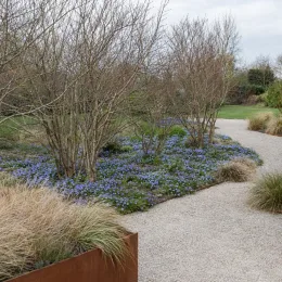 Anémone de grèce 'Blue shades' (Anemone blanda) — massif de petites fleurs bleues sous arbustes