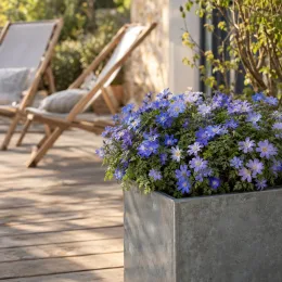 Anémone de grèce 'Blue shades' (Anemone blanda) — pot rectangulaire gris avec fleurs bleues