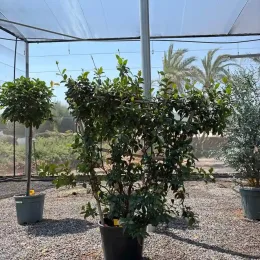 Jasmin étoilé (Trachelospermum jasminoides) — grand plant grimpant en pot sous ombrière · Pot 20L