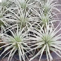 Broméliacée des andes (Puya raimondii) — plusieurs jeunes plants graphiques en pots alignés · Pot 8L