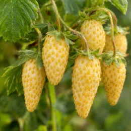 Fraisier des alpes jaune 'Alpine yellow' (Fragaria vesca) — gros plan sur plusieurs fruits jaunes mûrs · Photo d'illustration