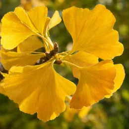 Arbre aux quarante écus 'Autumn gold' (Ginkgo biloba) — gros plan de feuilles en éventail jaunes · Photo d'illustration
