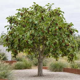 Mûrier à fruit rouge 'Illinois everbearing' (Morus) — arbre isolé couvert de petits fruits rouges · Photo d'illustration