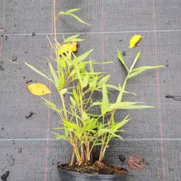 Bambou moyen, Bambou à chaumes verts (Phyllostachys bissetii) — jeune plant à tiges dressées en pot · Pot 1.5L