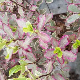 Pittospore 'Elisabeth' (Pittosporum tenuifolium) — feuillage panaché bordé de rose, jeune pousse · Pot 3L Touffe