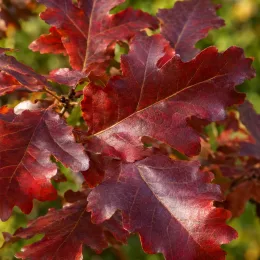 Chêne sargent 'Thomas' (Quercus × sargentii) — feuilles lobées rouges en gros plan · Photo d'illustration