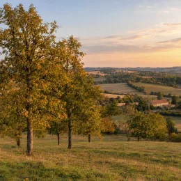 Carier écailleux (Carya carolinae-septentrionalis) — alignement d'arbres dans un paysage de campagne · Photo d'illustration