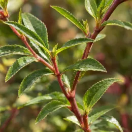 Fushia 'Hardy' (Fuchsia bernisser) — tiges rouges avec feuilles vertes lancéolées en gros plan · Photo d'illustration