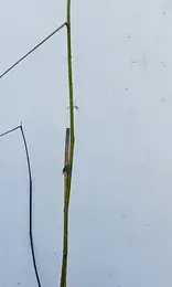 Noyer mexicain (Juglans mollis) — jeune tige ligneuse fine avec quelques branches latérales · Pot 6L Baliveau
