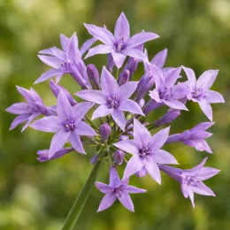 Ail violet d’afrique du sud 'Lila' (Tulbaghia violacea) — ombelle de petites fleurs étoilées violettes · Photo d'illustration