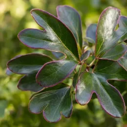 Plante à feuillage 'Moas toes' (Pseudopanax lessonii) — gros plan de feuilles vernissées marginées de violet