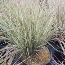 Herbe à balais 'Chameleon' (Schizachyrium scoparium) — touffe de graminée dense dans pot noir · Pot 3L