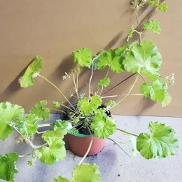 Géranium au parfum de pomme verte (Pelargonium odoratissimum) — plante à longues tiges et larges feuilles rondes · Pot 1.5L