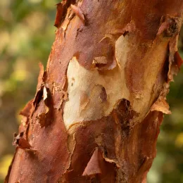 Arbousier ou arbre aux fraises compact 'Walter' (Arbutus unedo) — gros plan sur écorce qui s'exfolie · Photo d'illustration