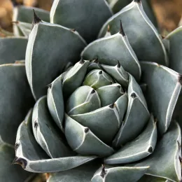 Agave (Agave nickelsiae) — rosette serrée de feuilles épaisses aux pointes sombres · Photo d'illustration