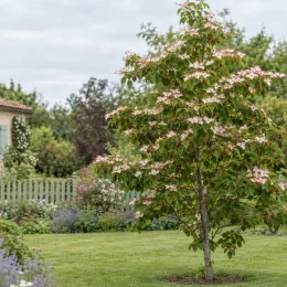 Cornouiller du japon 'Wieting s select' (Cornus kousa) — arbre fleuri isolé dans un jardin paysager · Photo d'illustration