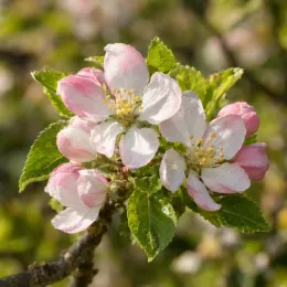 Pommier 'Goldrush delisdor' (Malus domestica) — grappe de fleurs blanches et roses ouvertes