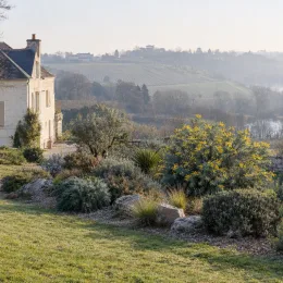 Mimosa d'hiver (Acacia cultriformis) — massif arbustif fleuri devant maison de campagne · Photo d'illustration