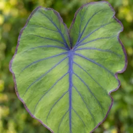 Oreille d'éléphant 'Hawai' (Colocasia) — grand limbe foliaire nervuré en forme de cœur · Photo d'illustration