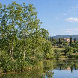 Pacanier aquatique (Carya aquatica) — arbres au bord d’un étang, maison au fond · Photo d'illustration