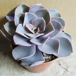 Echeveria 'Perle von nürnberg' — rosette de succulente gris violacé en pot plastique · Godet