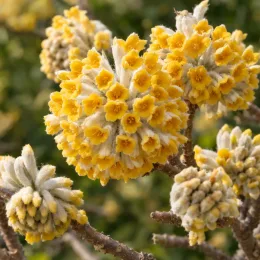 Edgeworthia 'Grandiflora' (Edgeworthia crysantha) — gros plan sur inflorescences jaunes duveteuses